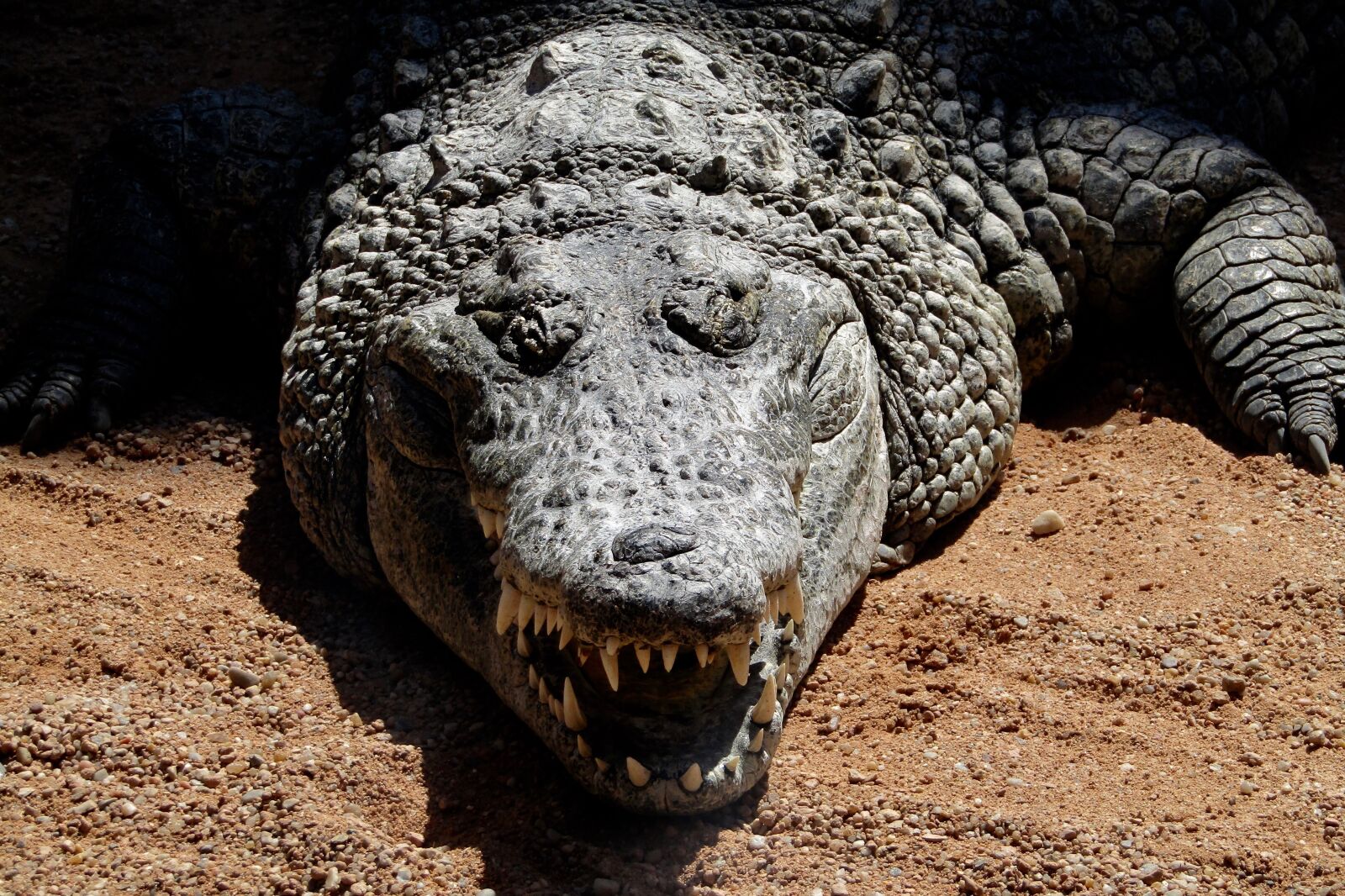 Canon PowerShot SX410 IS sample photo. Crocodile, animal, zoo photography