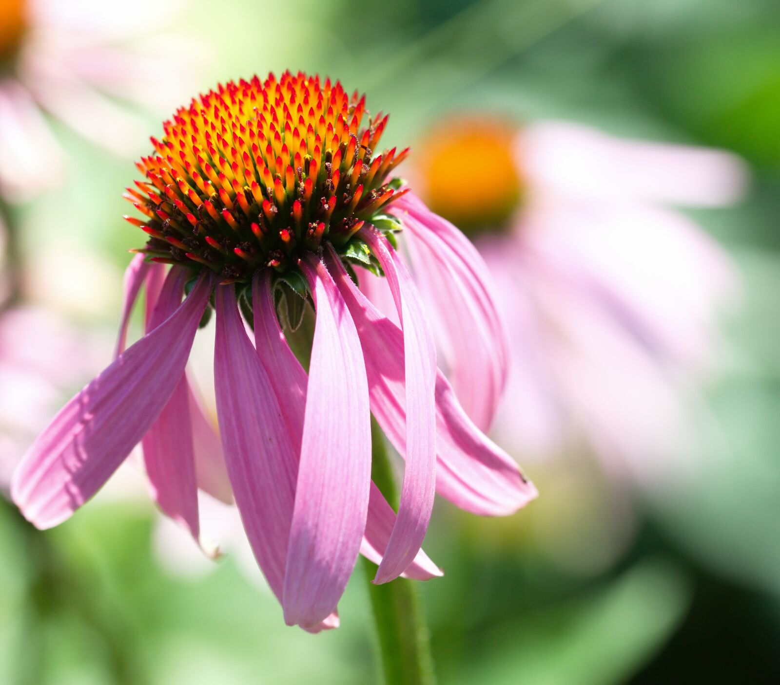 Nikon D5300 sample photo. Flower, almost, petals photography