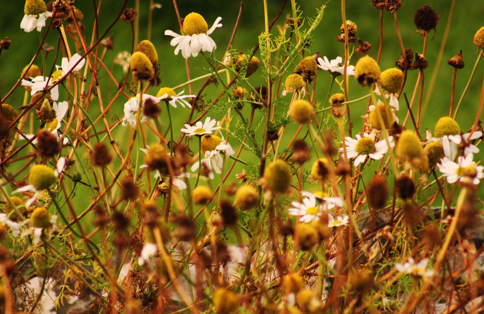 Canon EF75-300mm f/4-5.6 sample photo. Nature, flower, plant photography