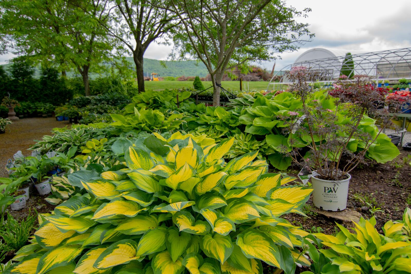 Nikon D500 sample photo. Garden, green, environment photography