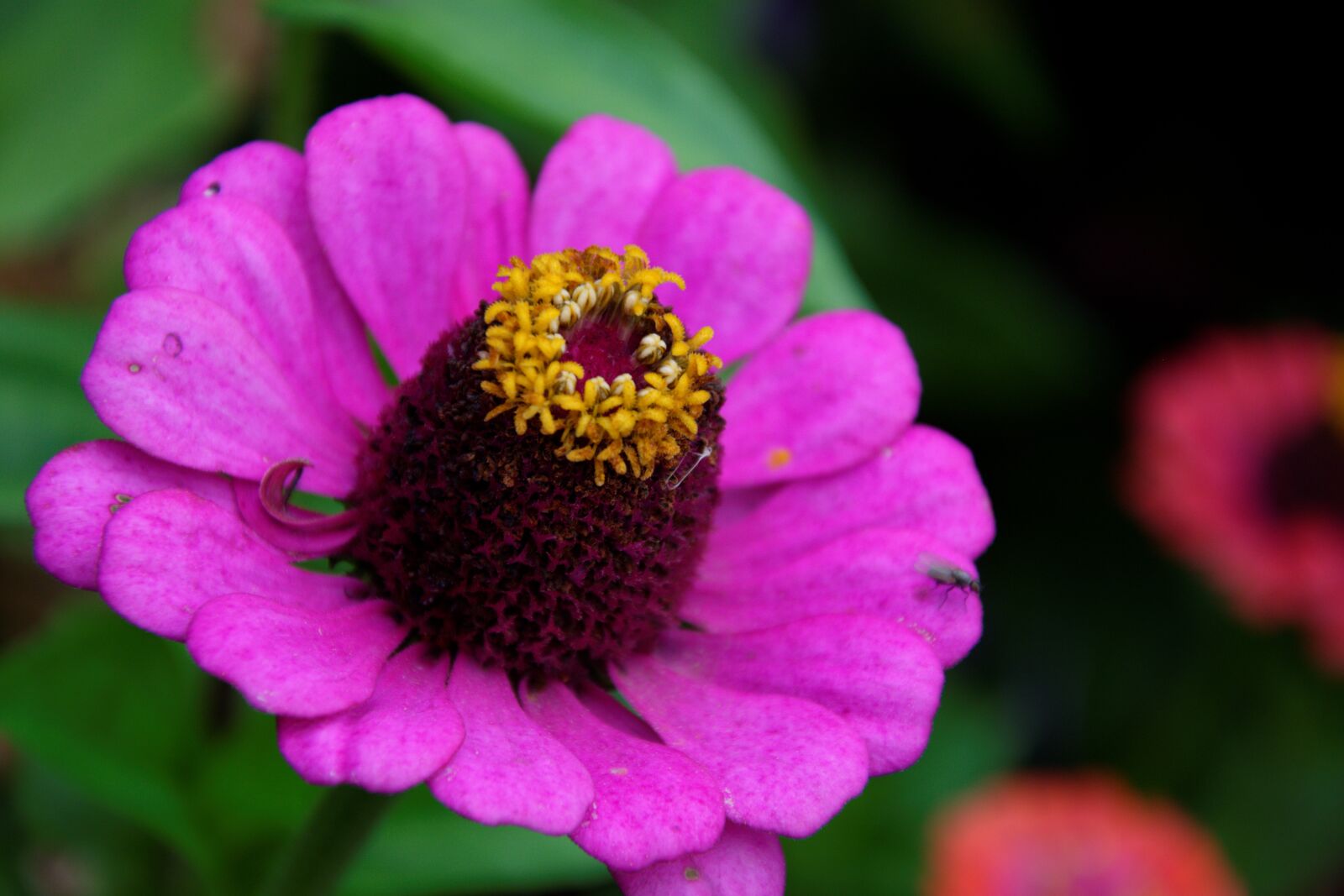 Nikon D5300 sample photo. Flowers, summer, fragrance photography
