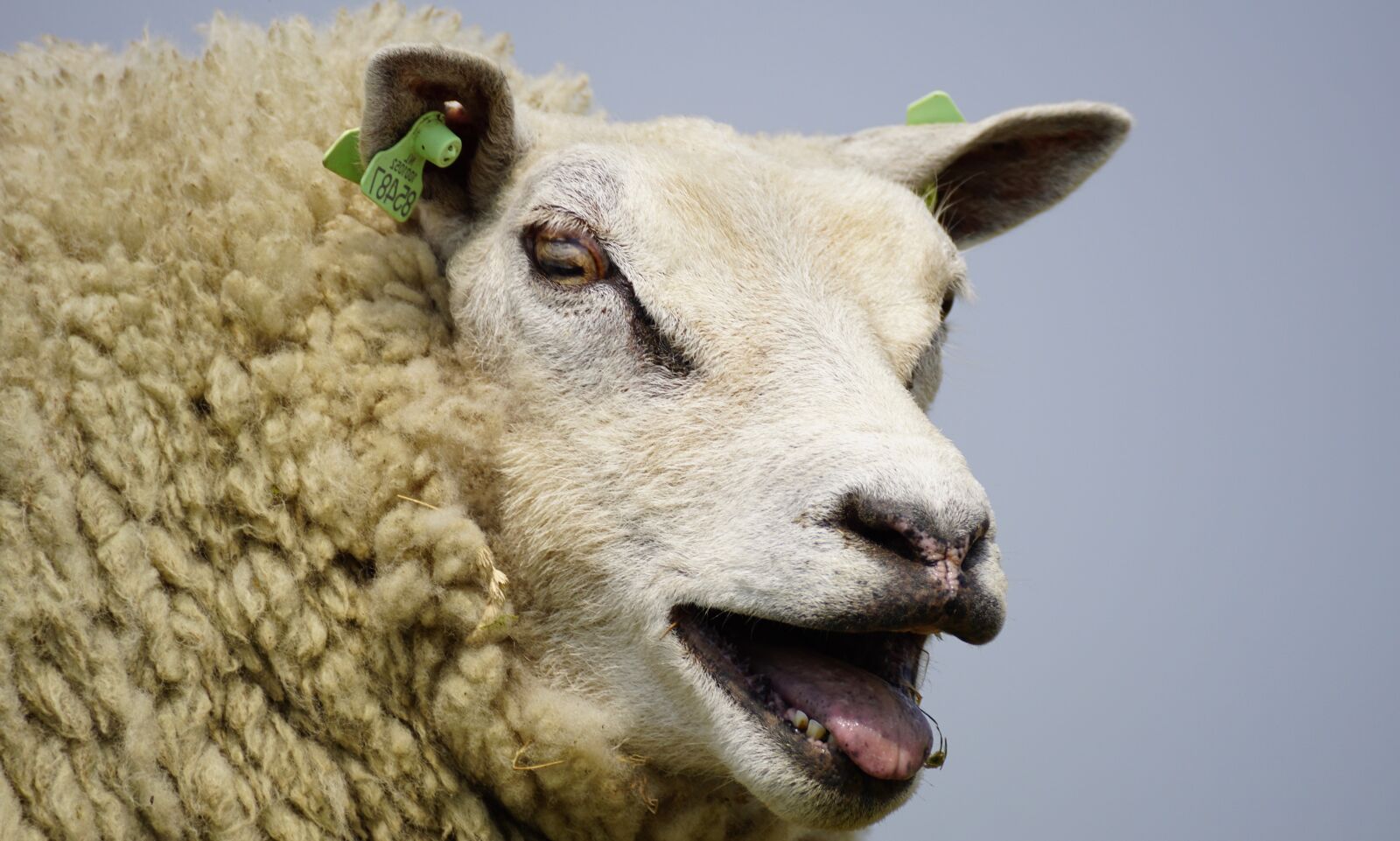 Sony DT 55-300mm F4.5-5.6 SAM sample photo. Sheep, bleat, wool photography