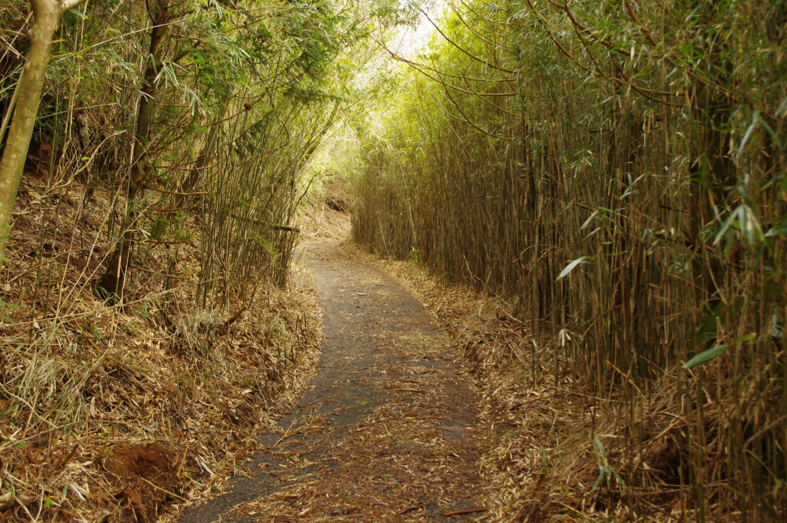Pentax K-x sample photo. Bamboo forest, forest road photography