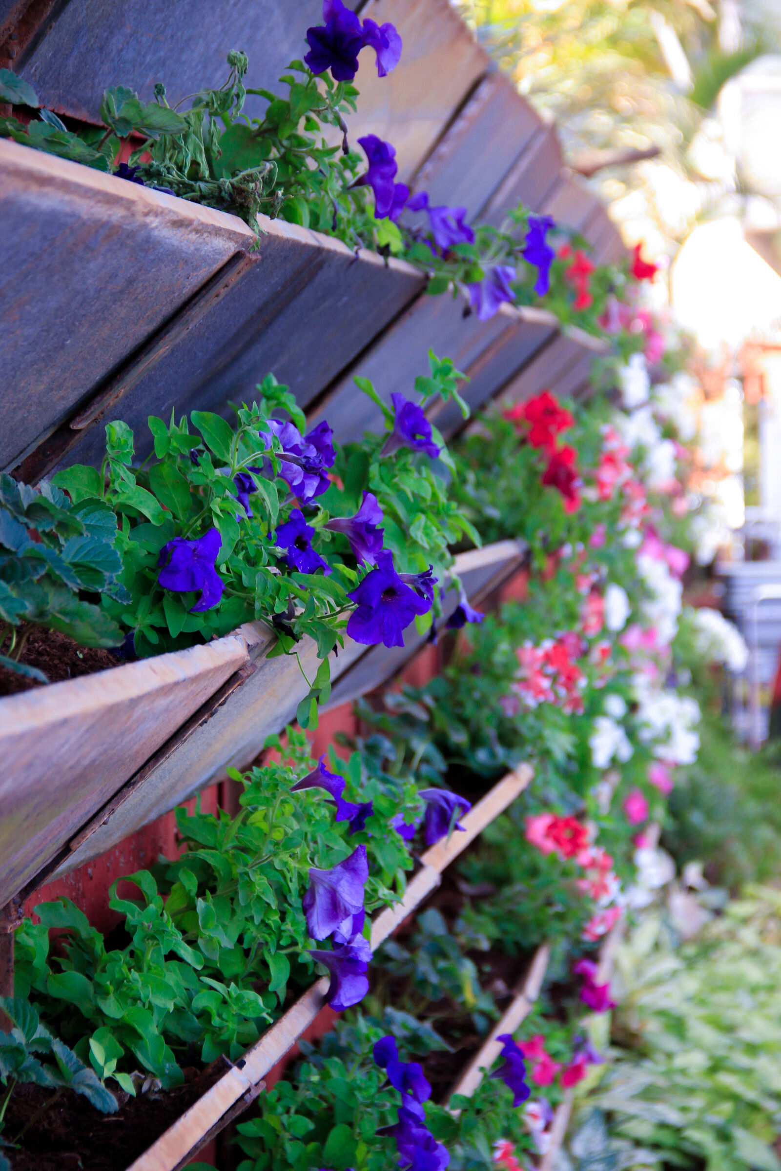 Canon EOS 600D (Rebel EOS T3i / EOS Kiss X5) sample photo. Blue, flowers, flower, garden photography