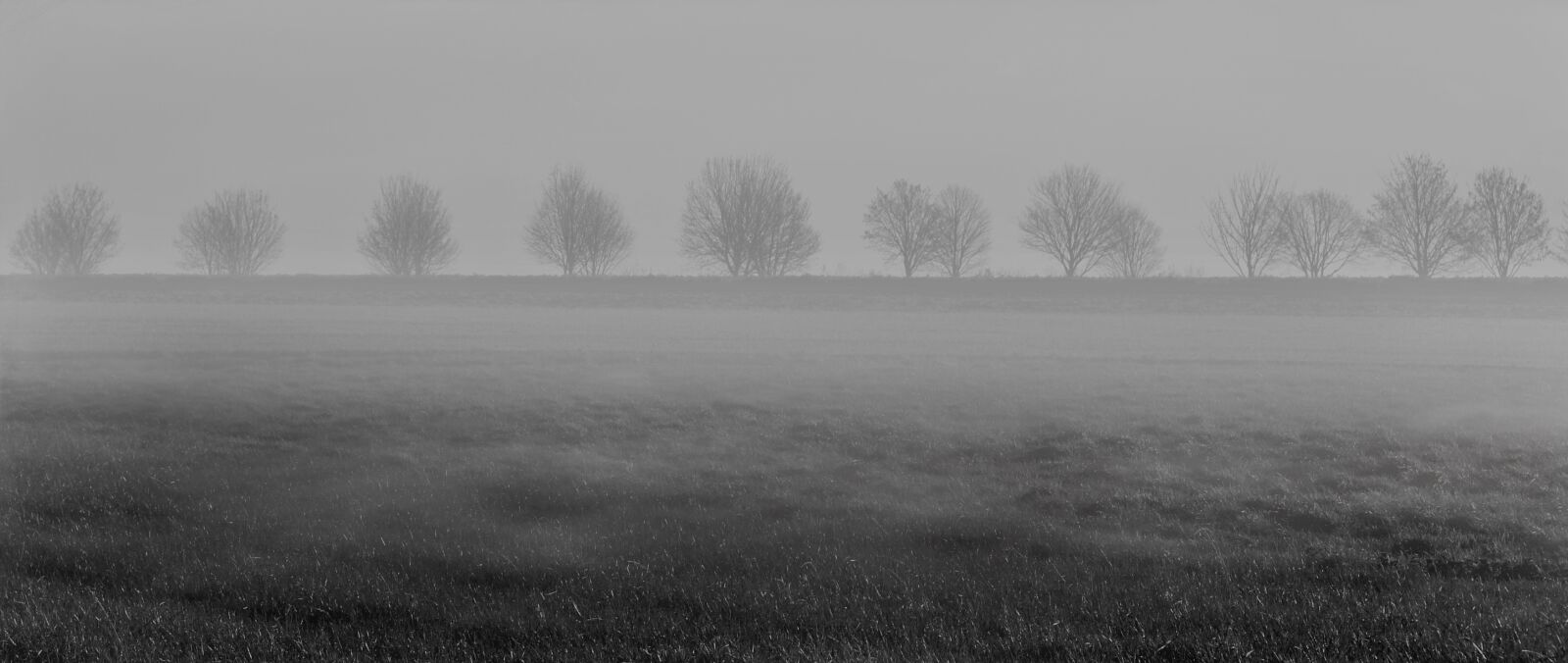 Sony SLT-A55 (SLT-A55V) sample photo. Fog, trees, meadow photography