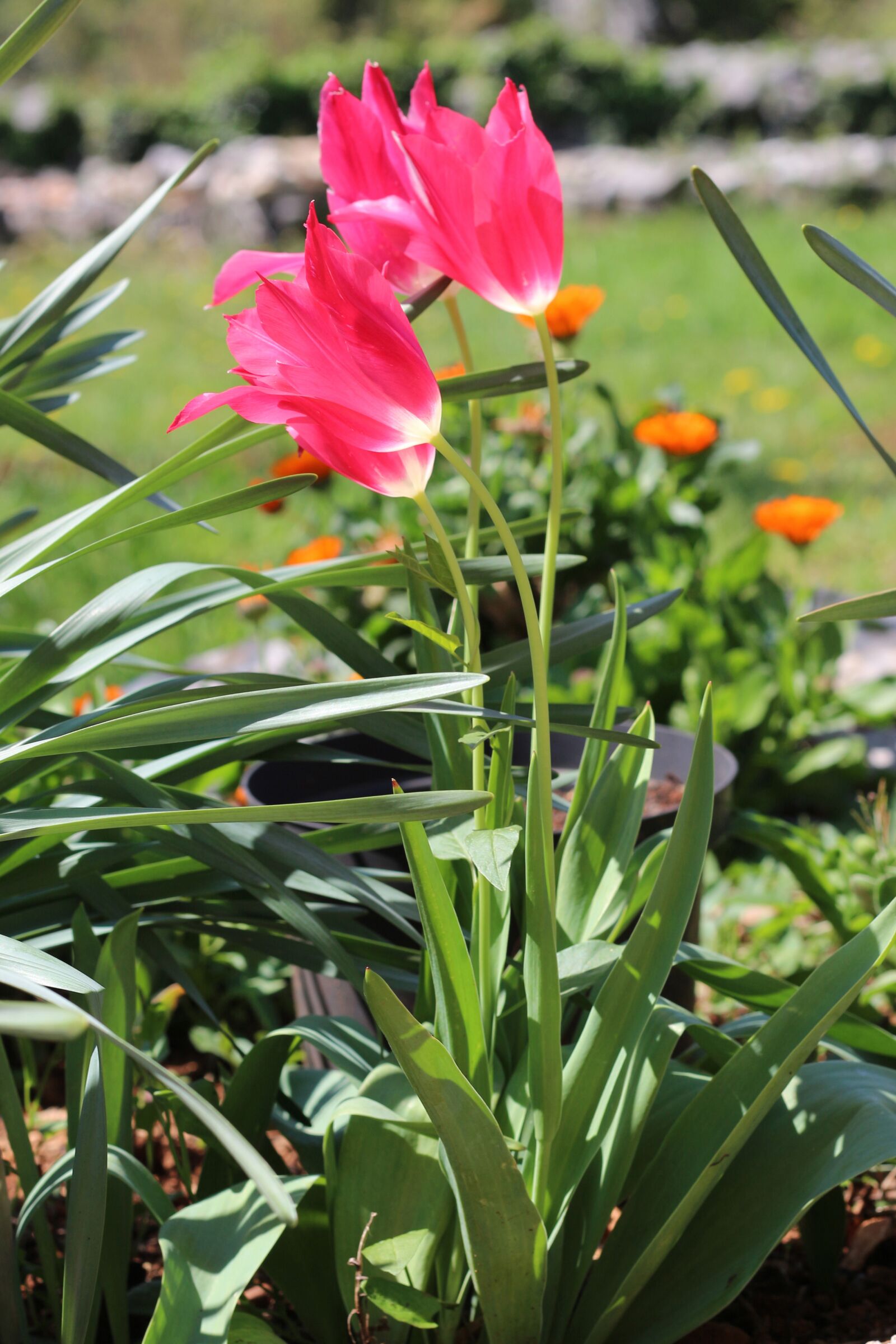 Canon EOS 700D (EOS Rebel T5i / EOS Kiss X7i) sample photo. Magenta, hot pink, pink photography
