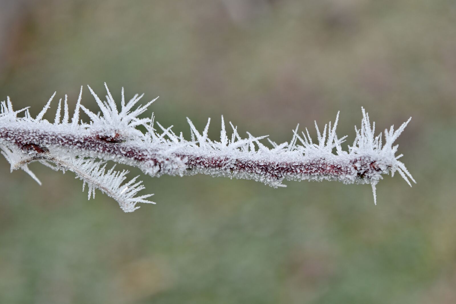 Nikon D5500 sample photo. Branch, close-up, frost, frozen photography