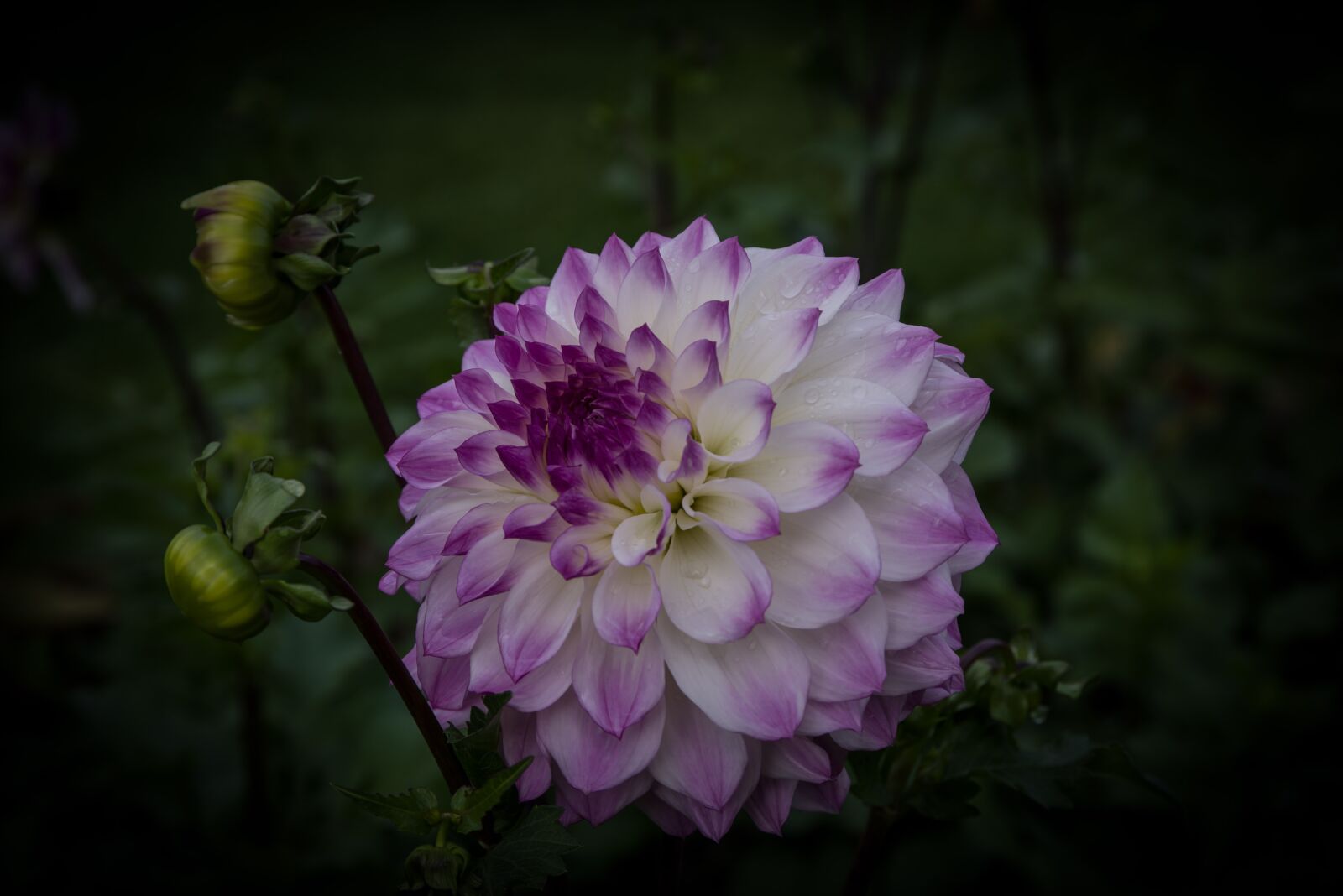 Pentax K-1 Mark II sample photo. Dahlia, nature, blossom photography