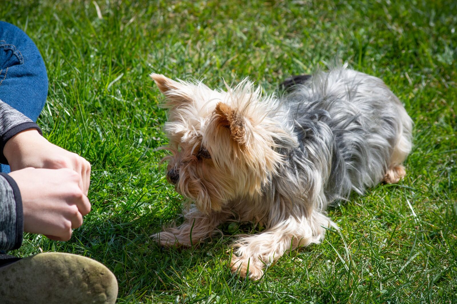 Nikon D7100 sample photo. Dog, small, learn photography