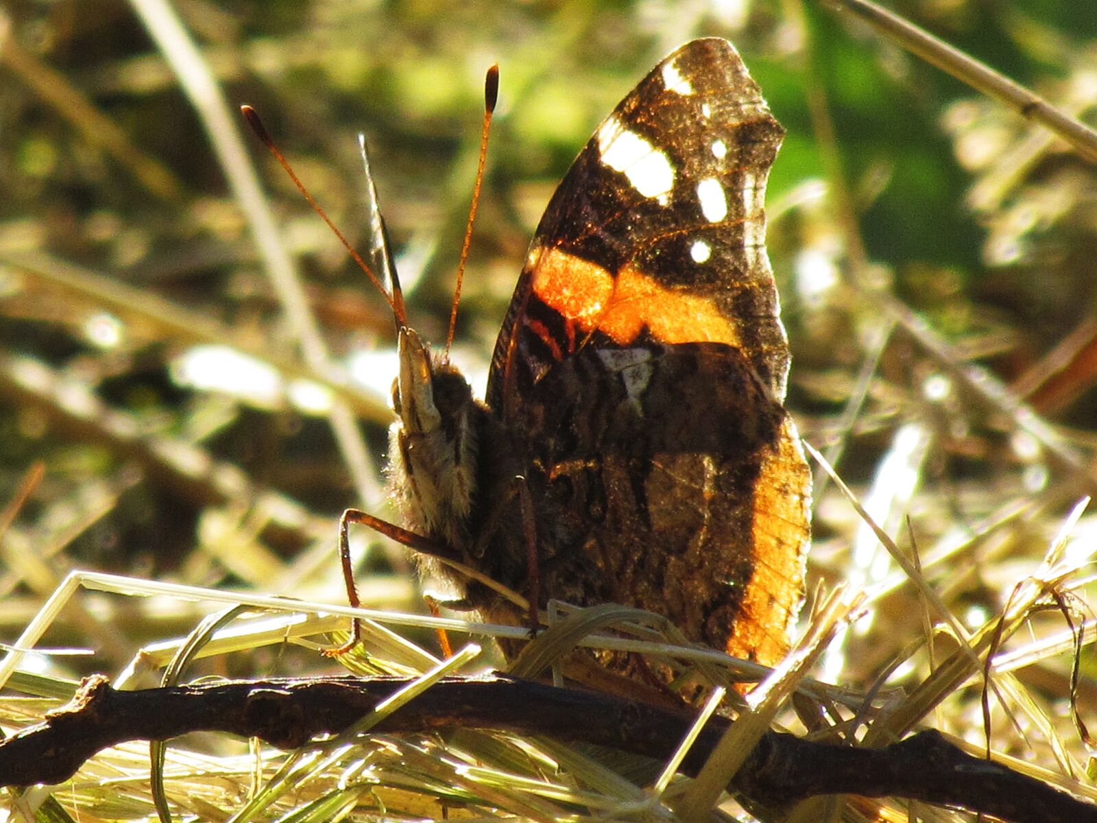Canon PowerShot SX30 IS sample photo. Butterfly, insect, nature photography