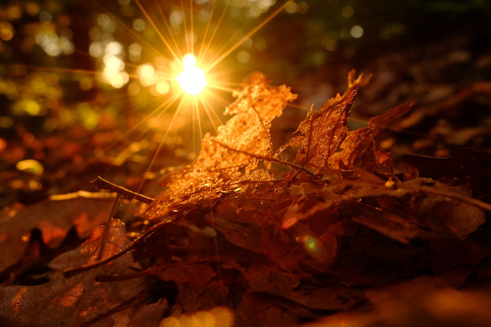Fujifilm X30 sample photo. Sun, leaves, nature photography