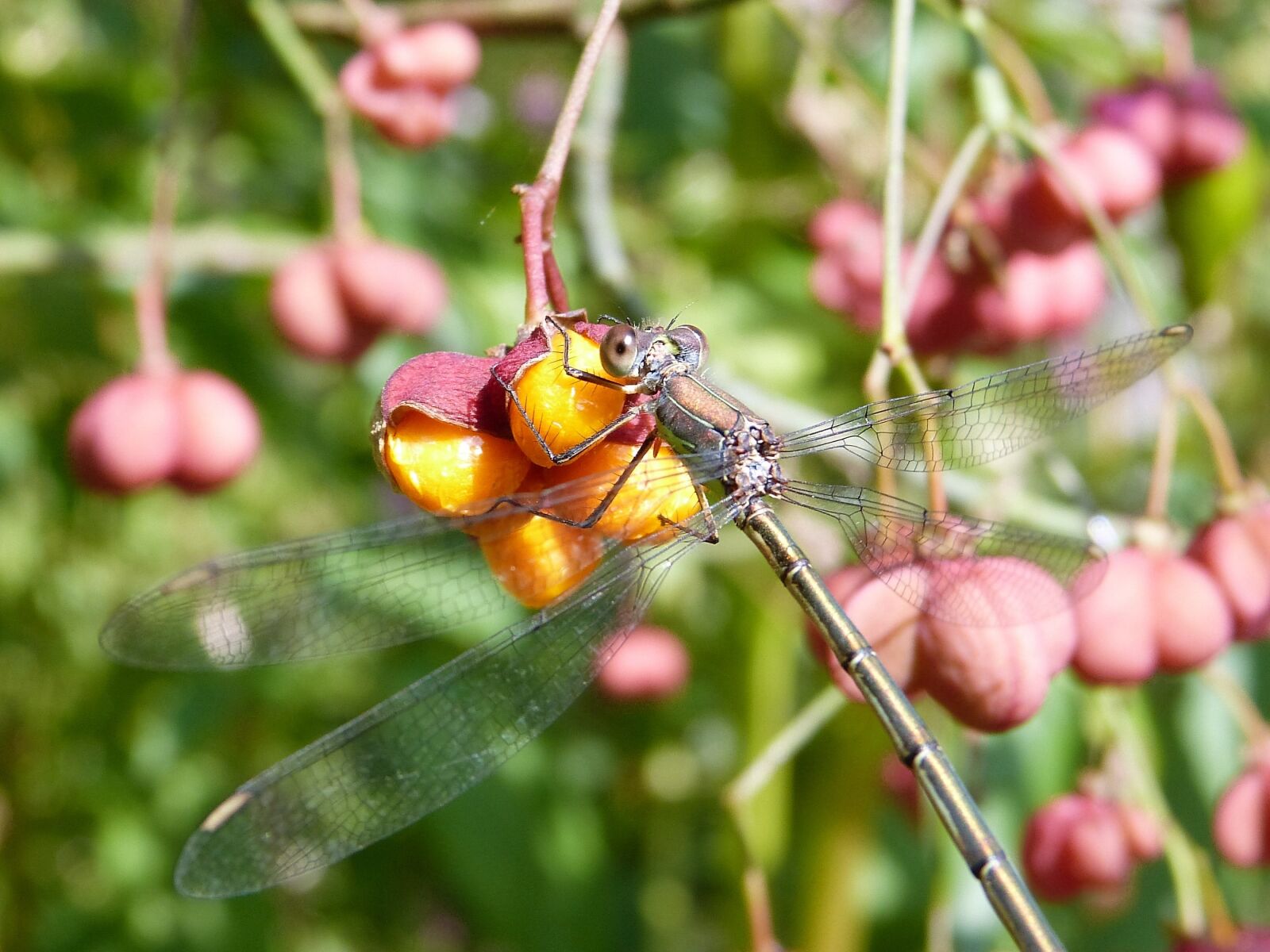 Panasonic Lumix DMC-FZ150 sample photo. Dragonfly, bins bridesmaid, female photography
