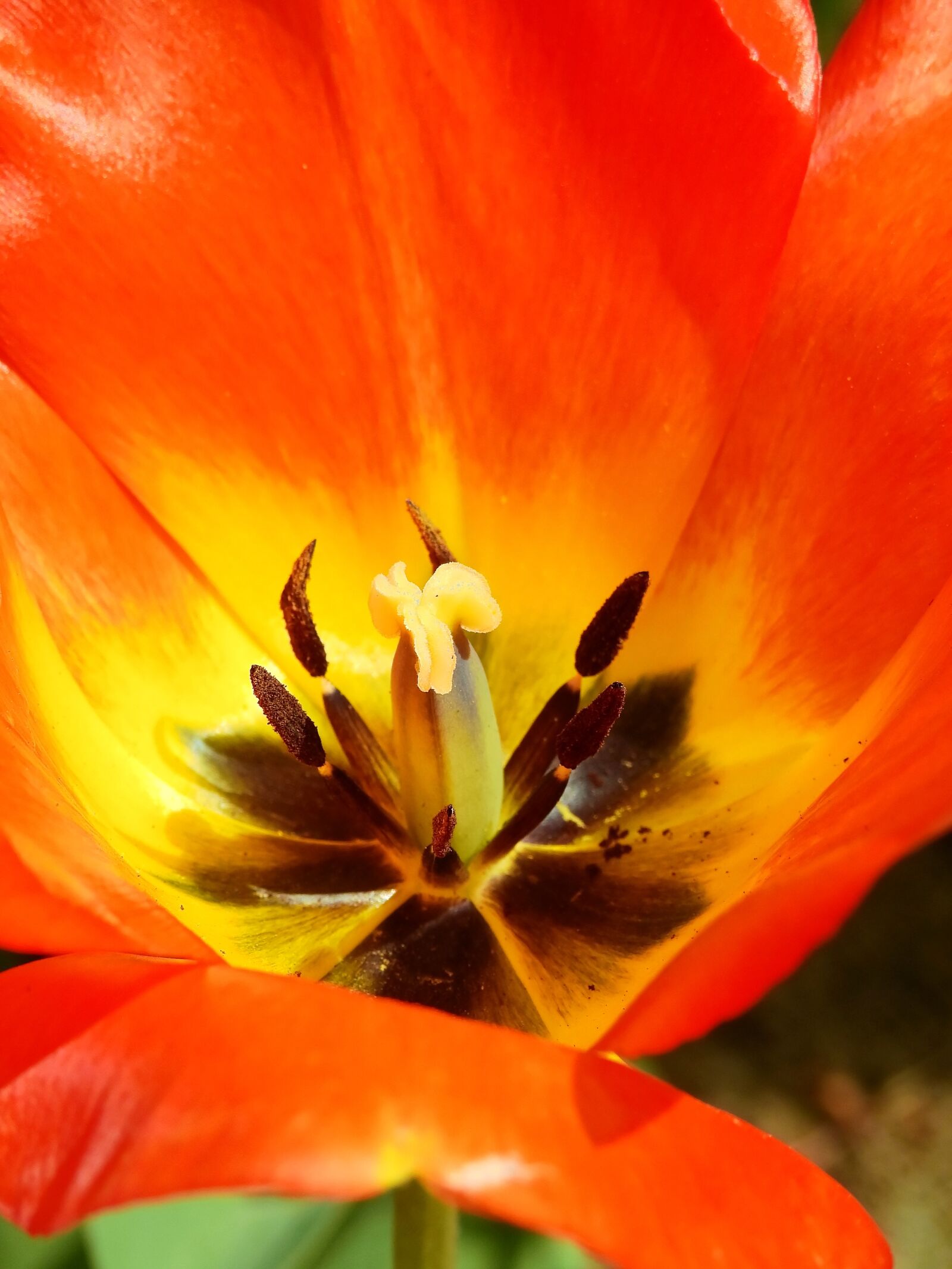 Nikon Coolpix P900 sample photo. Tulip, flower, blossom photography