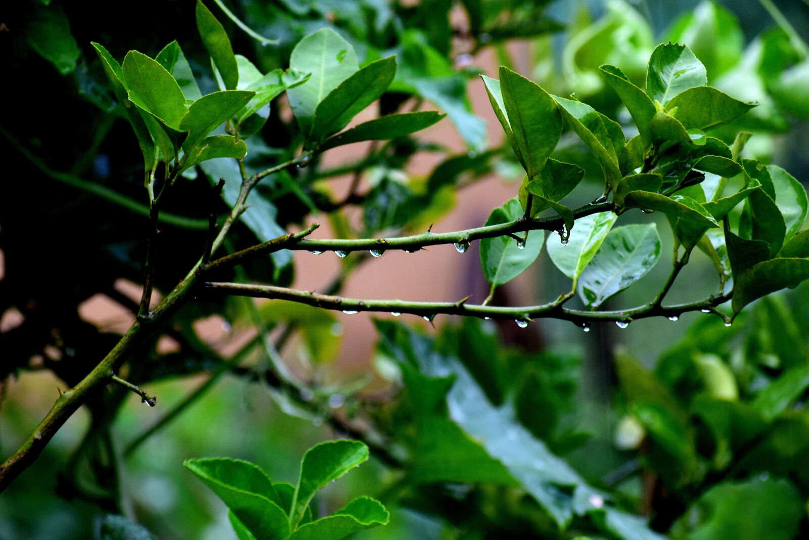 Nikon D3300 sample photo. Tree, leaves, green photography