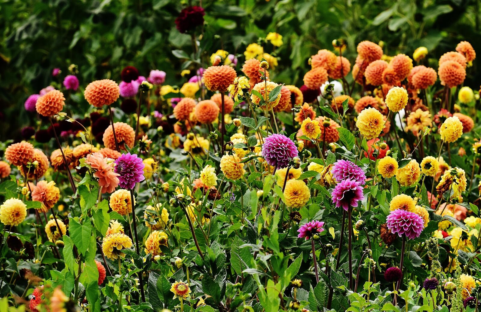 Nikon D7200 sample photo. Dahlia, dahlias, autumn photography