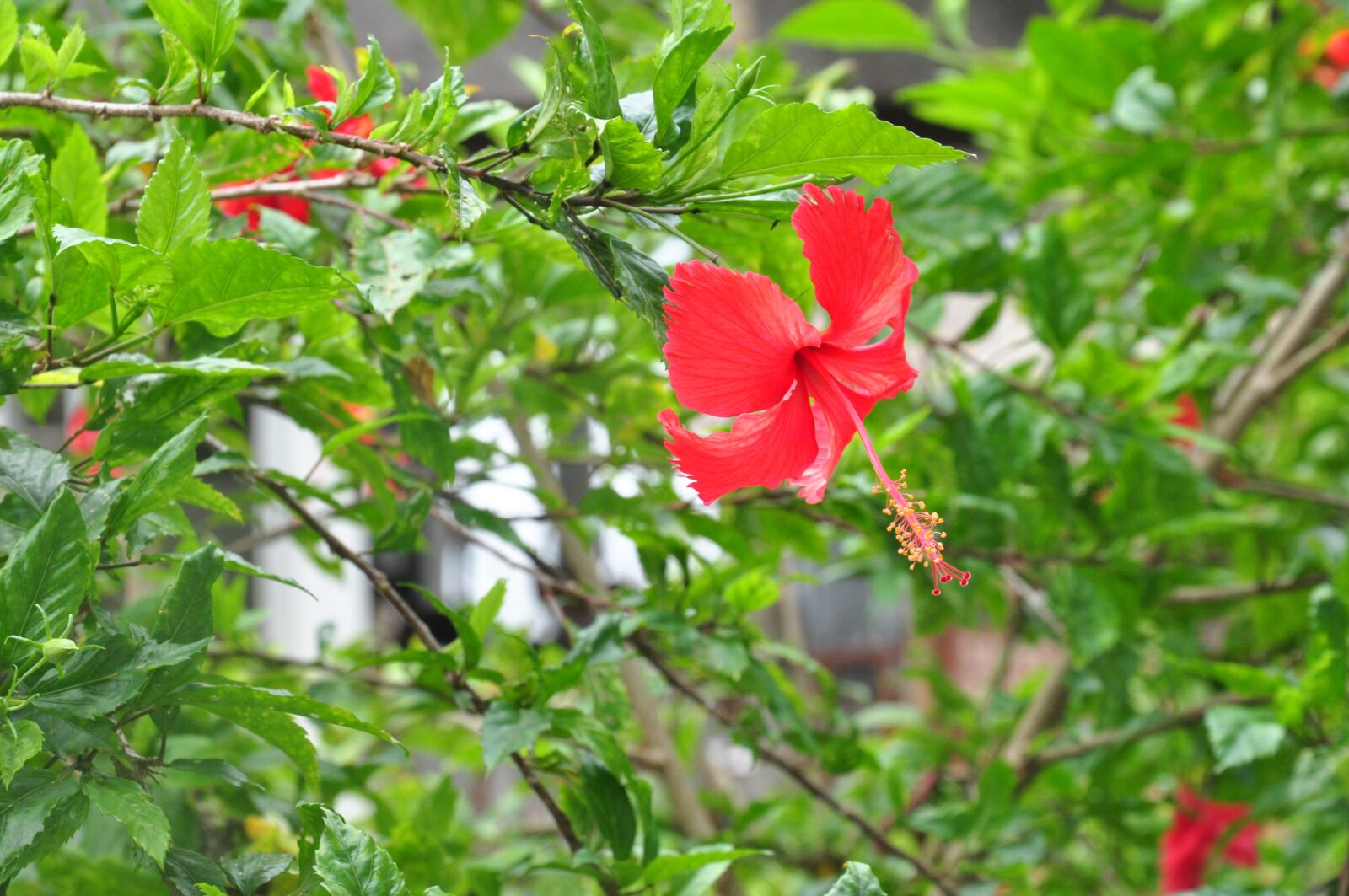 Nikon D90 sample photo. Flower, hibiscus, plant photography