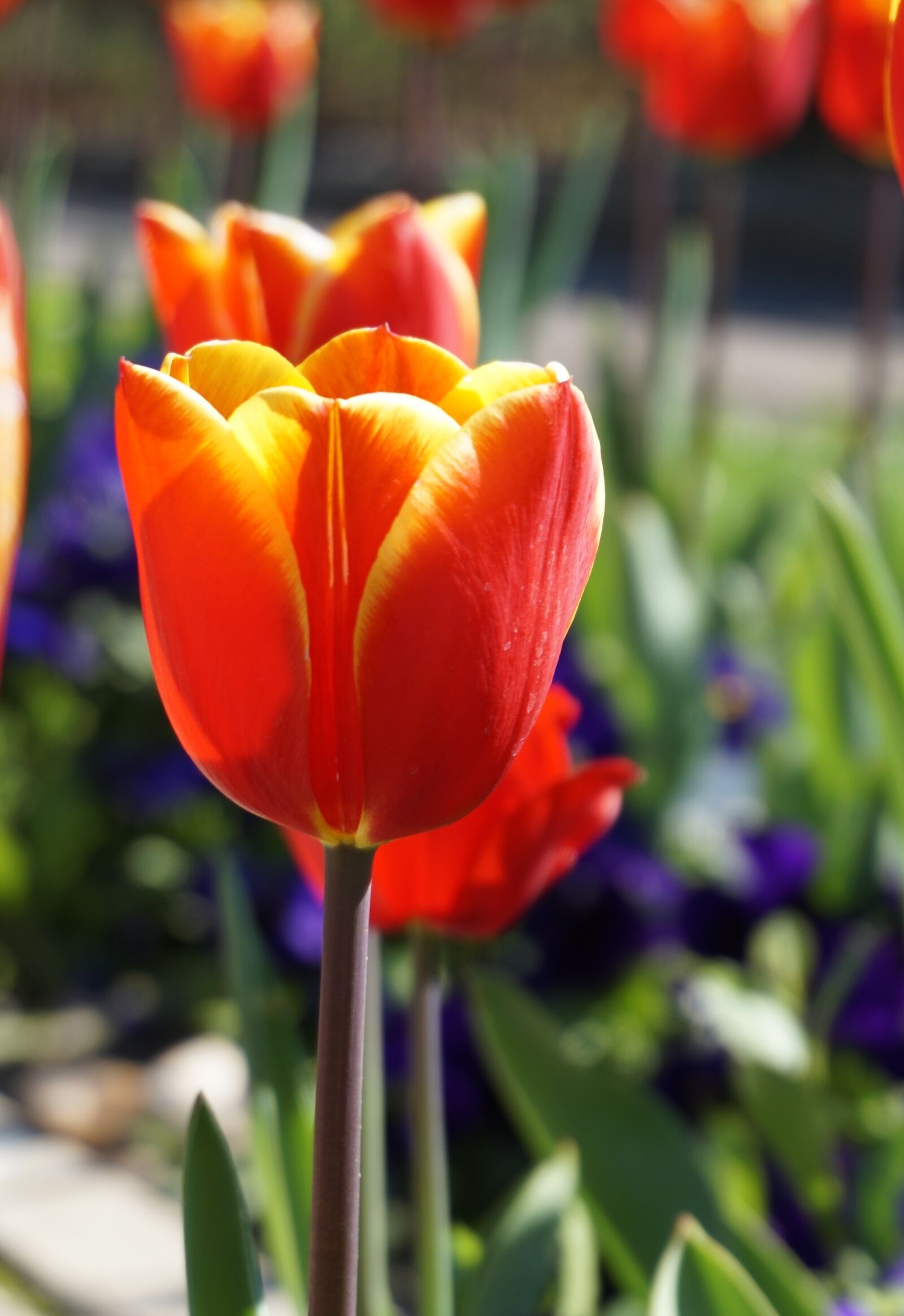 Sony Alpha a5000 (ILCE 5000) sample photo. Flower, nature, spring photography