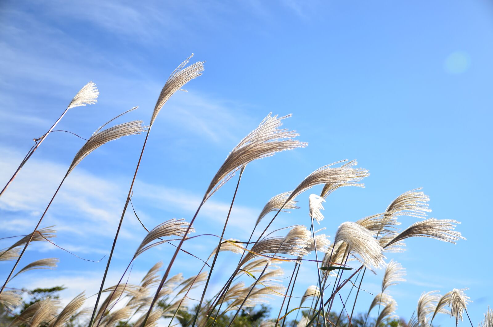 Nikon D5100 sample photo. Jeju, ecoland, reed photography