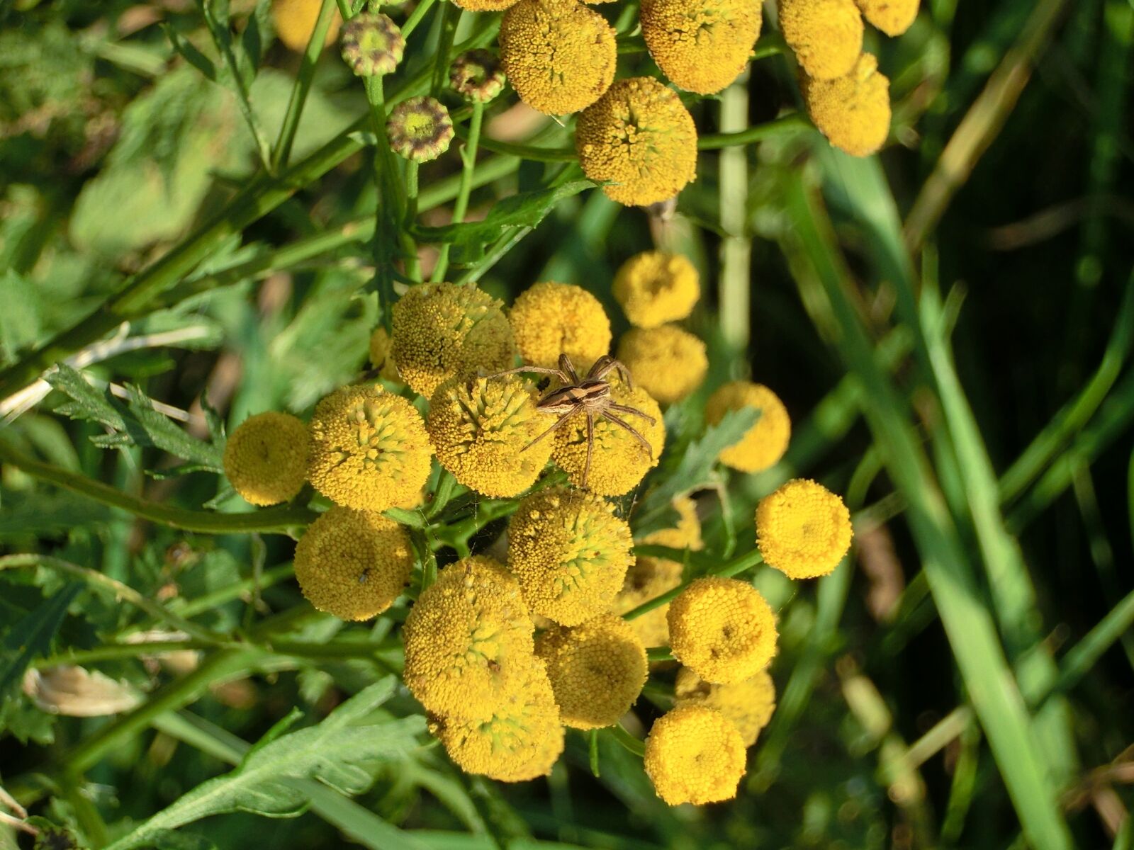 CASIO EX-ZR100 sample photo. Flowers, spider, insect photography