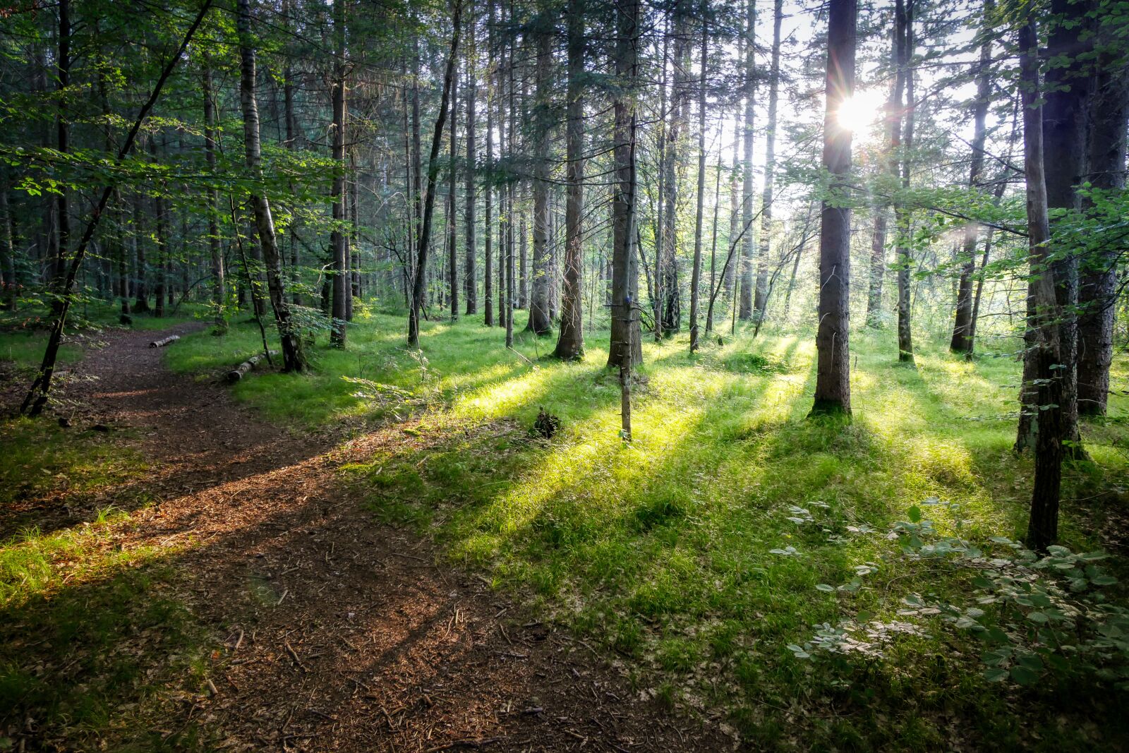 Panasonic Lumix DMC-GX8 sample photo. Hiking, lichtspiel, nature photography