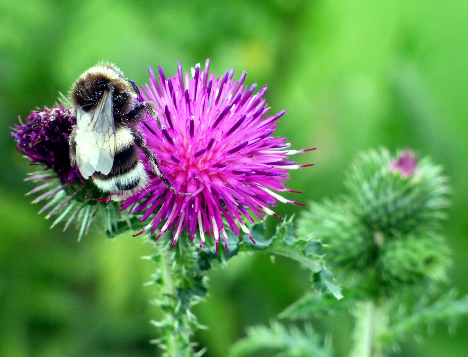 Panasonic DMC-FZ72 sample photo. Nature, close up, thistle photography