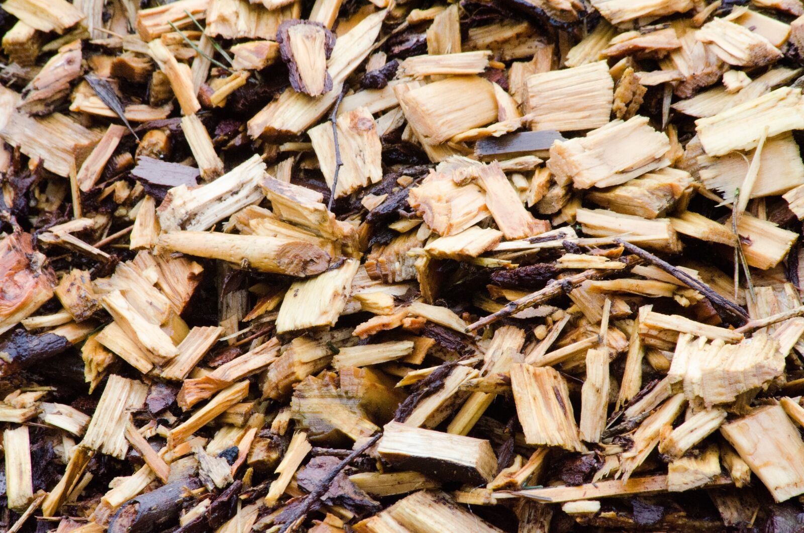 Nikon D7000 sample photo. Mulch, tile, tree photography