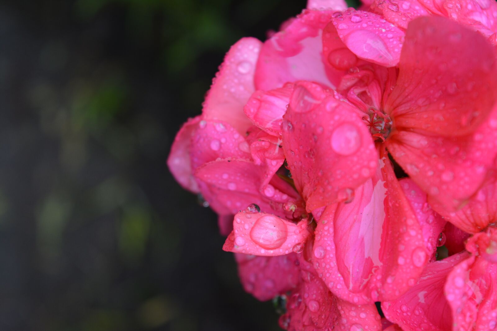 Nikon D5200 sample photo. Flower, rosa, drizzle photography