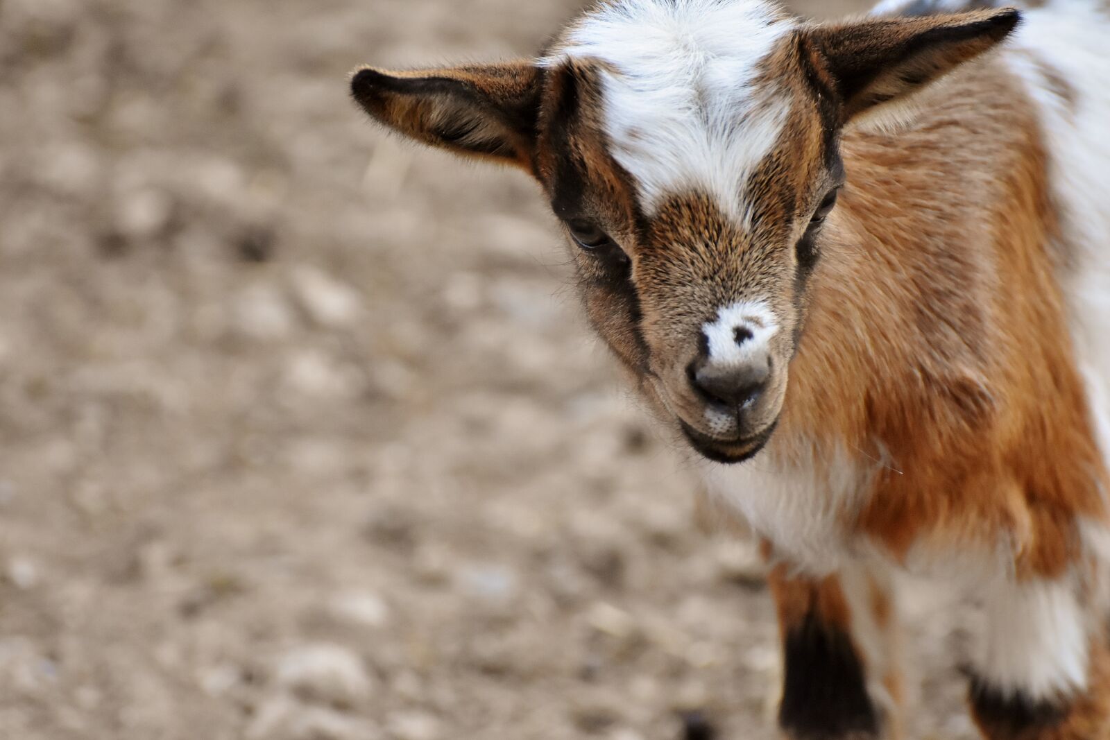Nikon D7200 sample photo. Goat, young animals, playful photography