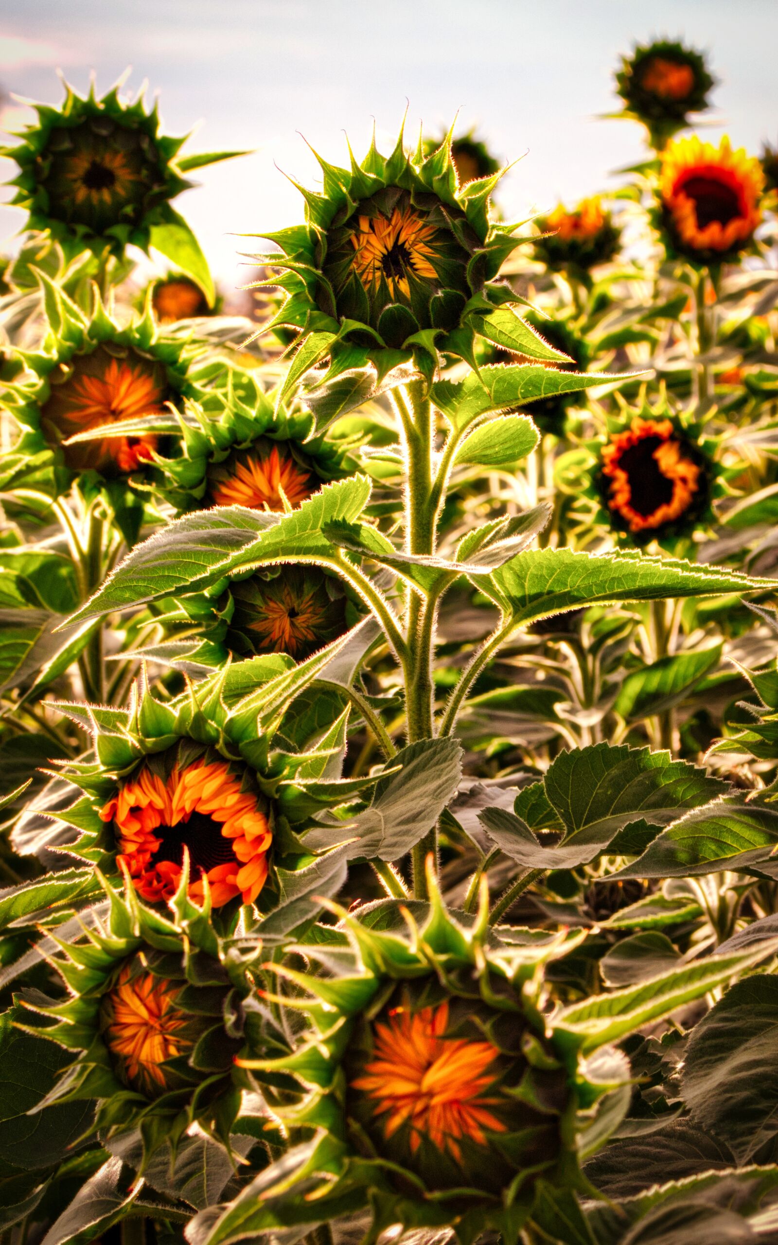 Canon EOS 200D (EOS Rebel SL2 / EOS Kiss X9) sample photo. Sunflower, bud, sunflower field photography