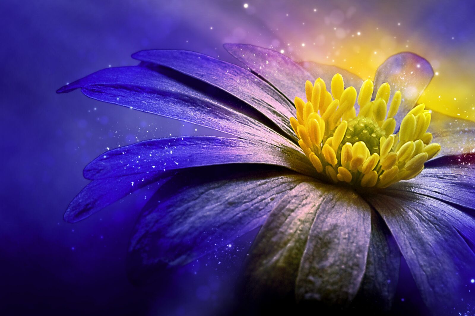 Nikon D60 sample photo. Balkan anemone, flower, blossom photography