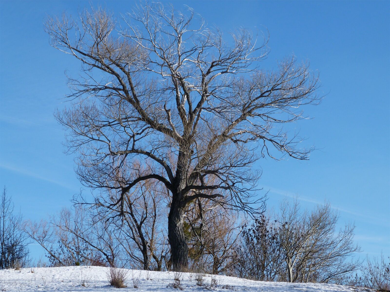 Panasonic Lumix DMC-FZ40 (Lumix DMC-FZ45) sample photo. Tree, solitude, winter photography