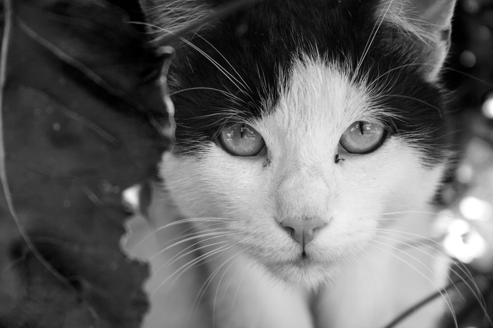 18.0 - 55.0 mm sample photo. Cat, animal, eyes photography