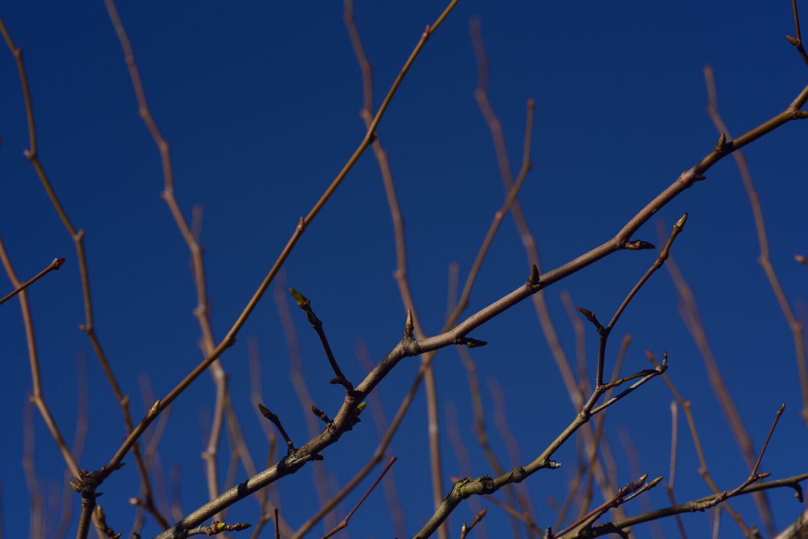 Nikon D750 sample photo. Branches, kahl, pasture photography