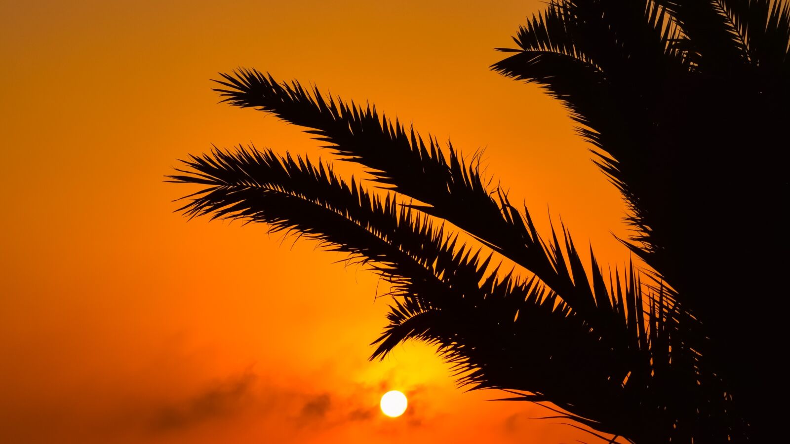 Nikon D3300 sample photo. Sunset, sun, palm tree photography