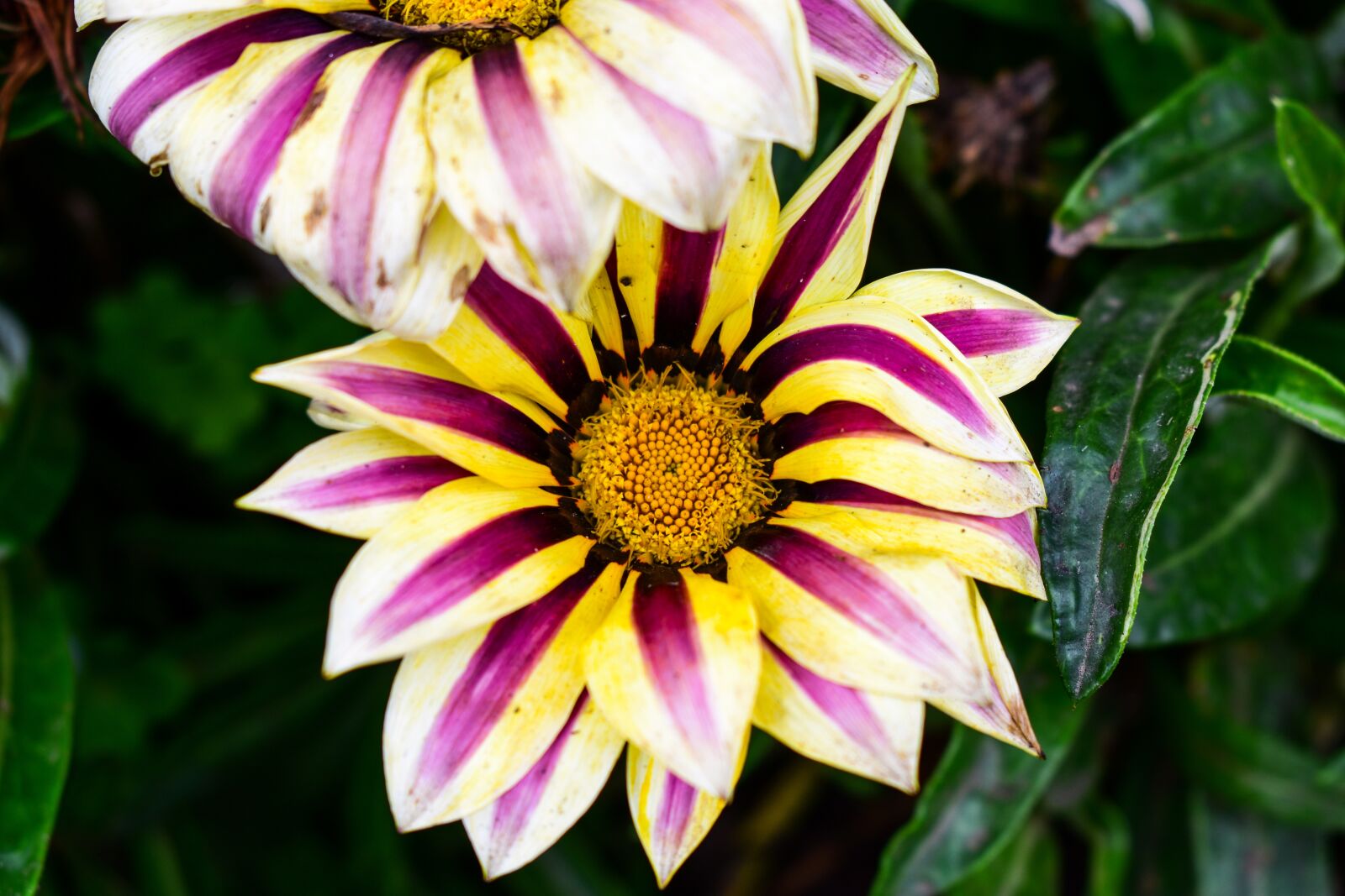 Nikon D3400 sample photo. Nature, flower, plant photography
