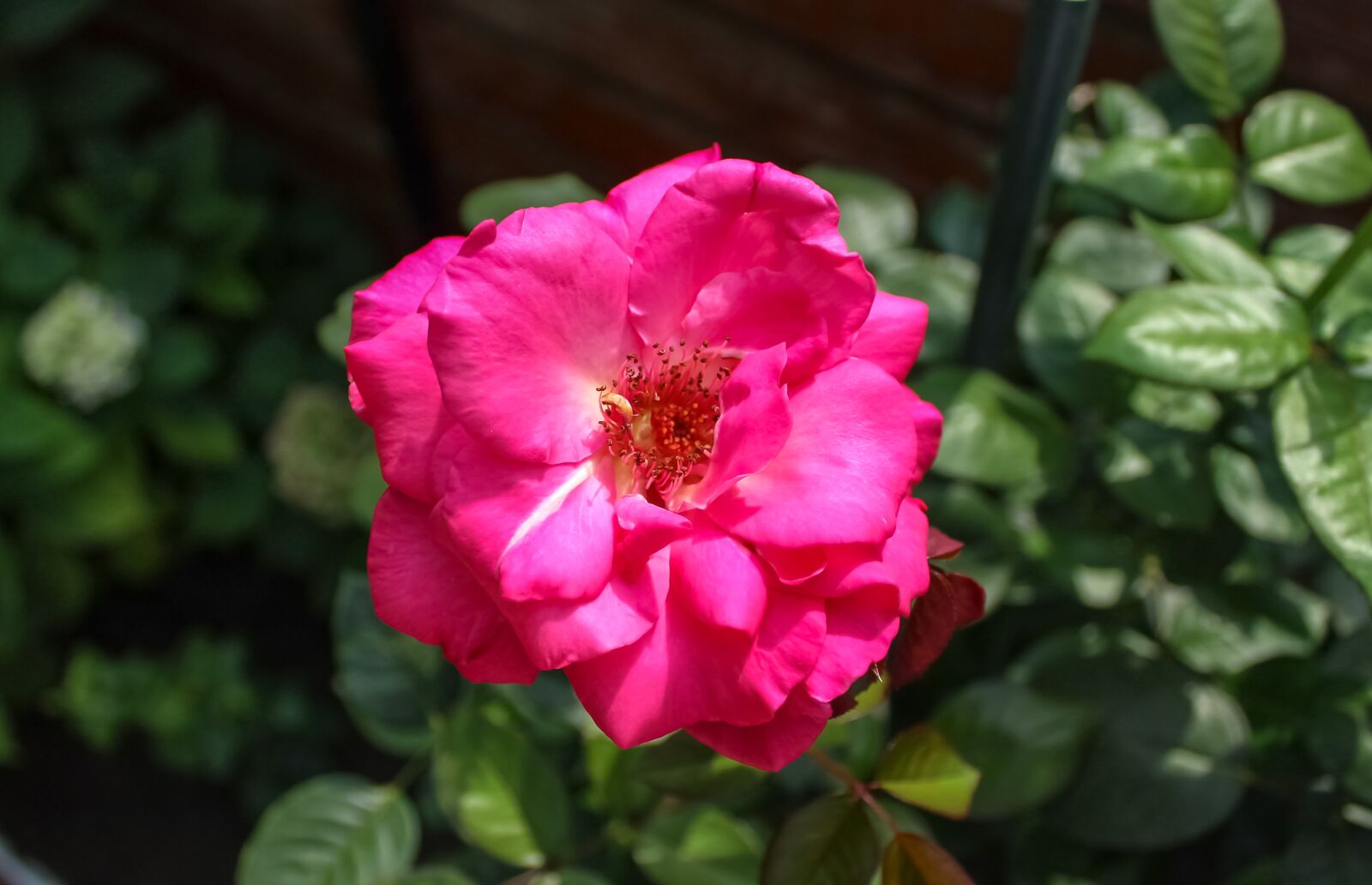 Canon EOS 1300D (EOS Rebel T6 / EOS Kiss X80) sample photo. Rose, tea rose, flower photography
