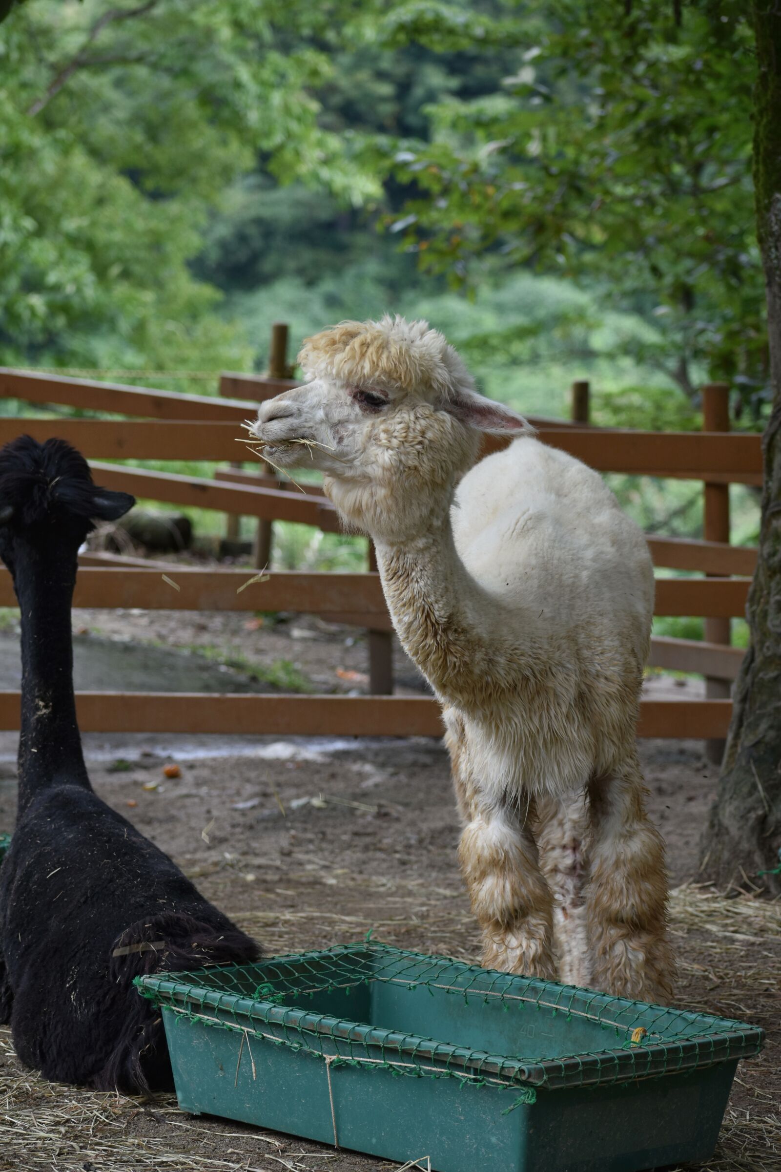 Nikon D7200 sample photo. Animal, alpaca, wool photography