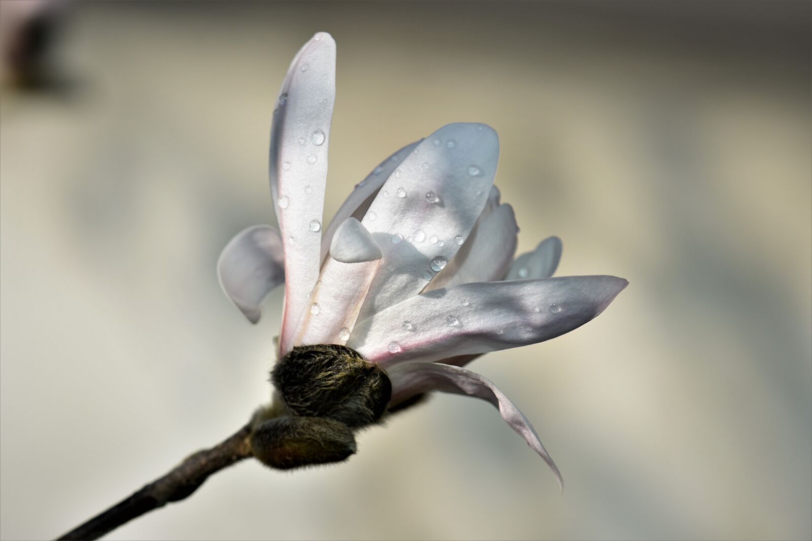 Nikon D5500 sample photo. Magnolia, plant, flower photography