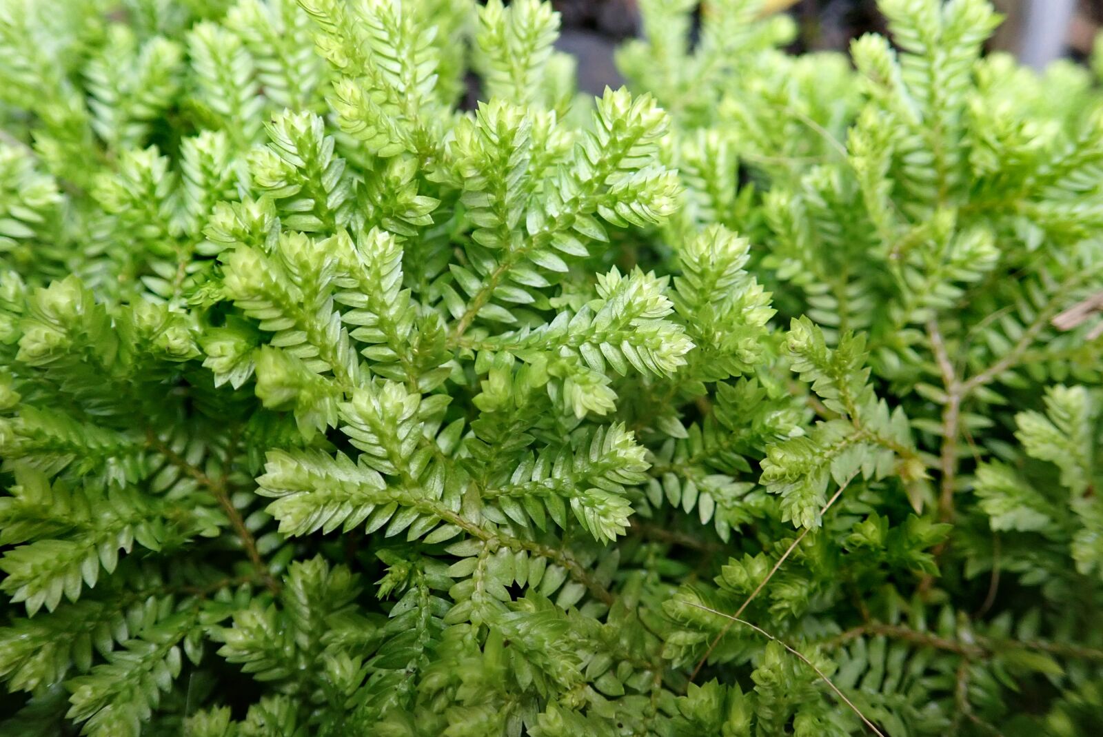 Olympus TG-5 sample photo. Leaves, moss, foliage photography