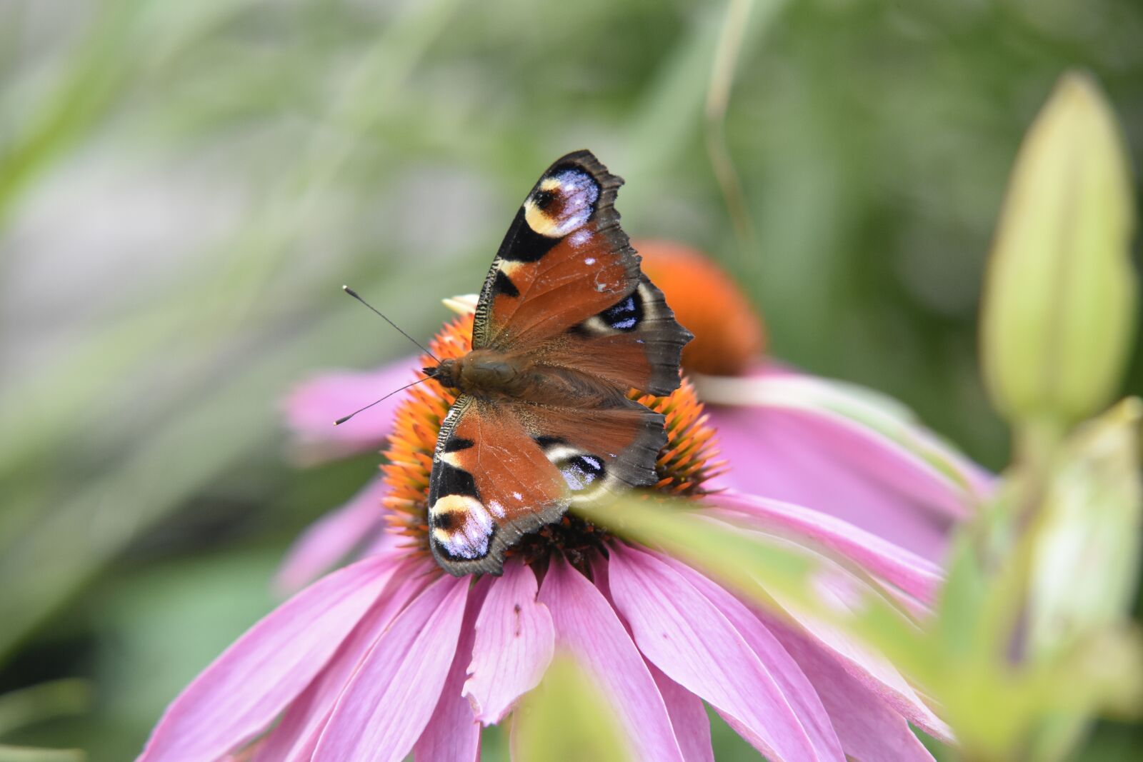 Nikon D7200 sample photo. Motyl, kwiat, jeżówka photography