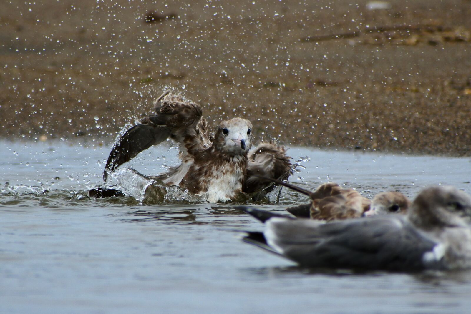 VR 70-300mm f/4.5-6.3G sample photo. Animal, sea, beach photography
