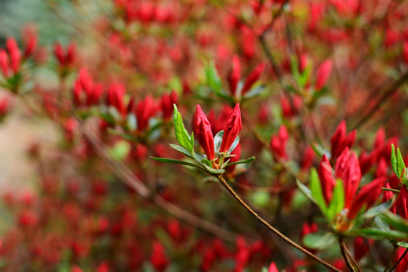 Nikon D5200 sample photo. Rhododendron, ericaceae, heather green photography