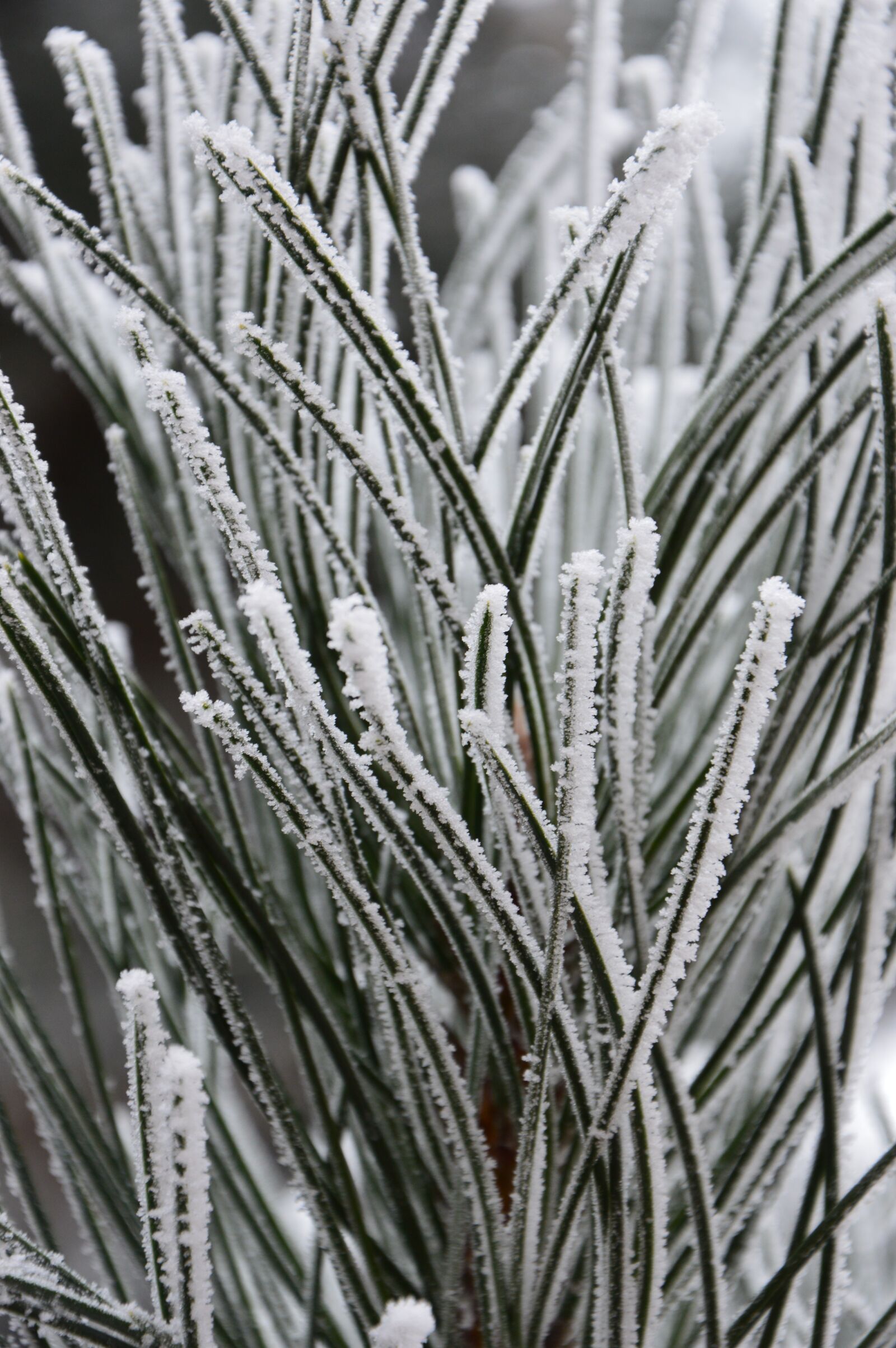 Nikon D3200 sample photo. Winter, snow, nature photography