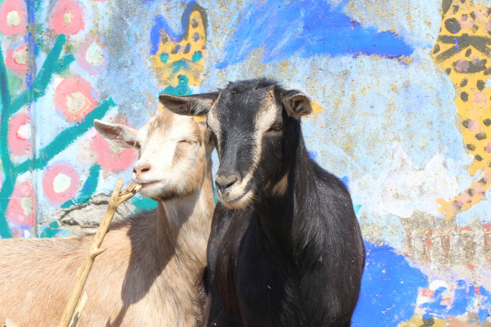Canon EOS 600D (Rebel EOS T3i / EOS Kiss X5) sample photo. Goat, grafitti, tree trunks photography