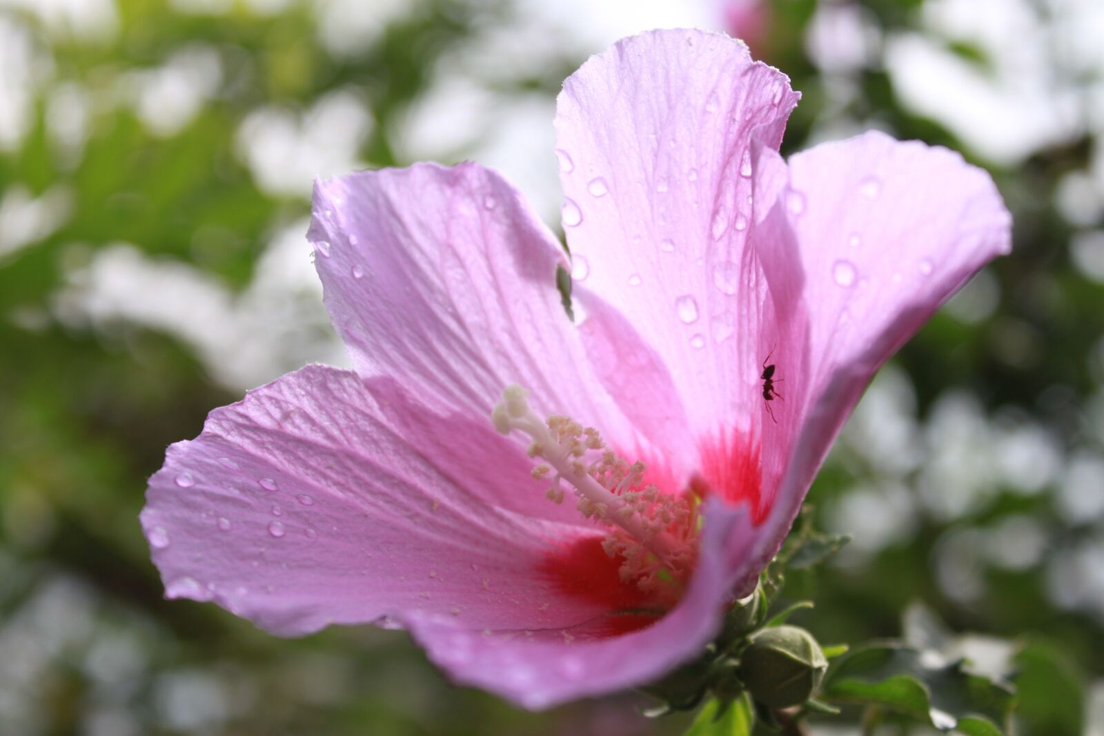 Canon EOS 500D (EOS Rebel T1i / EOS Kiss X3) sample photo. Rose of sharon, flowers photography