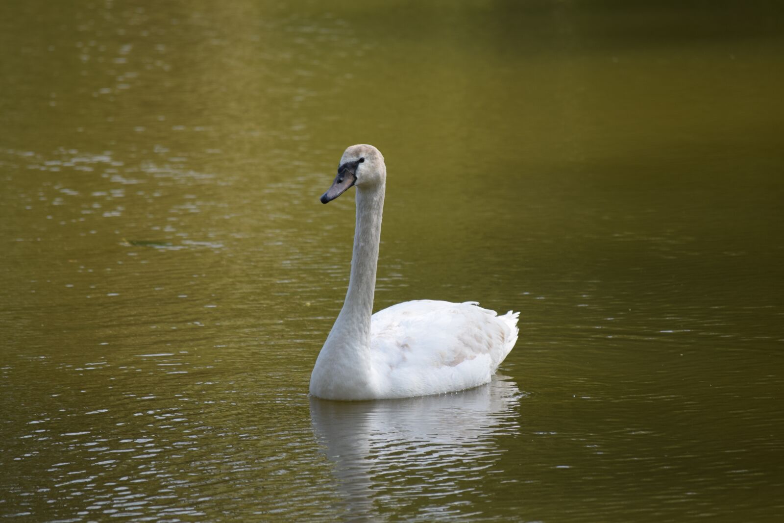 Nikon D3300 sample photo. Schwan, svan, swan photography