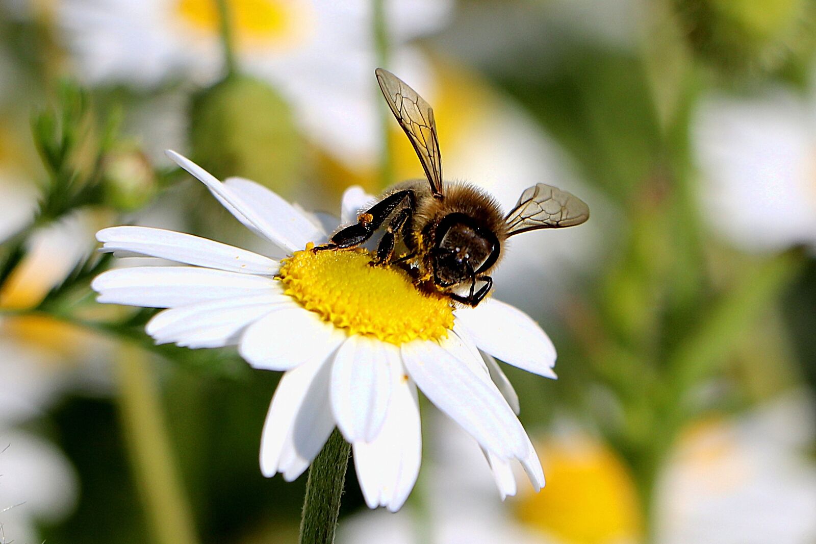 Canon EOS 77D (EOS 9000D / EOS 770D) + Canon EF-S 18-135mm F3.5-5.6 IS STM sample photo. Pollination, bee, marguerite photography