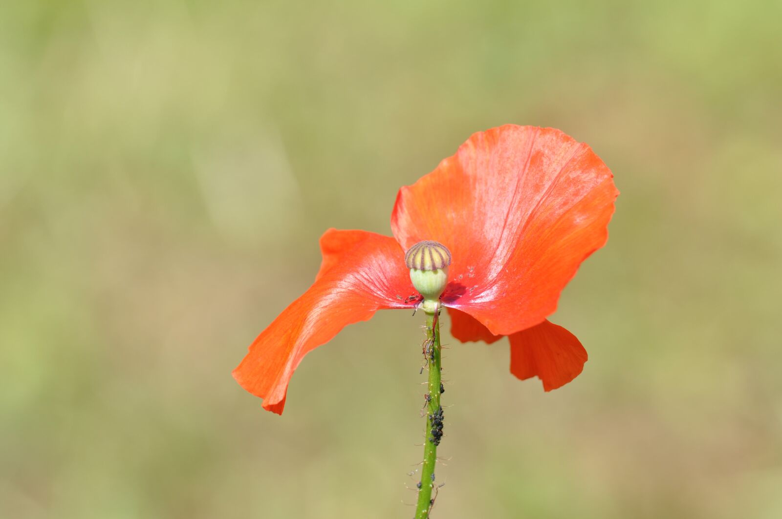 Nikon D90 sample photo. Klatschmohn, poppy, incomplete photography