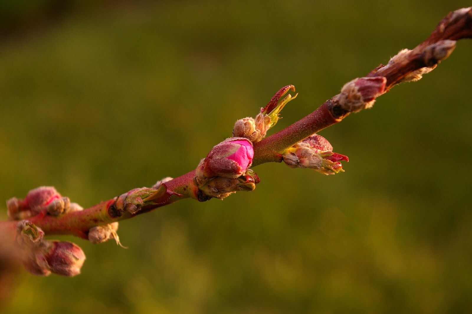 Pentax *ist DL2 sample photo. Peach tree, peach blossom photography