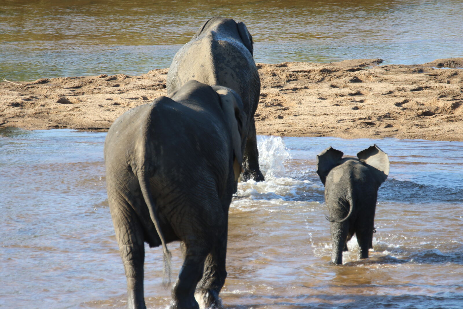 Canon EOS 7D Mark II sample photo. Animals, baby, elephant, big photography